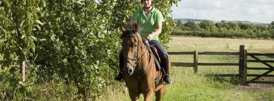 Horse and rider