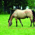 Image of a horse with arrows showing parasite life cycle