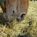 Horse eating hay