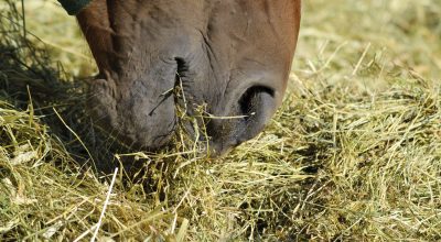 Horse eating hay