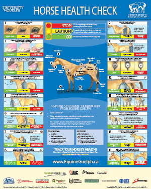 Horse Health Check Poster