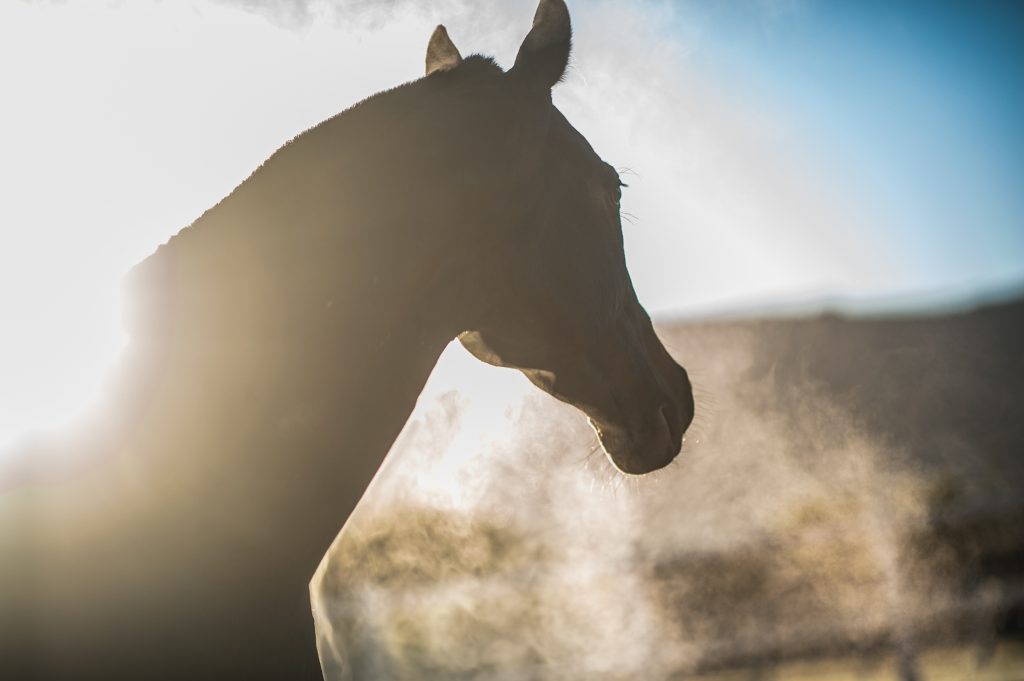 Horse breathing Horse cold day breath
