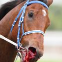 horse with nose blood