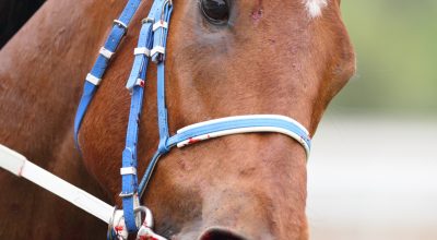 horse with nose blood