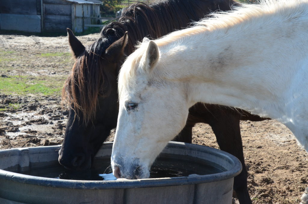 Horses drinking from trough