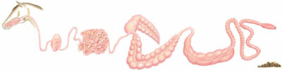 Diagram of a horse digestive tract