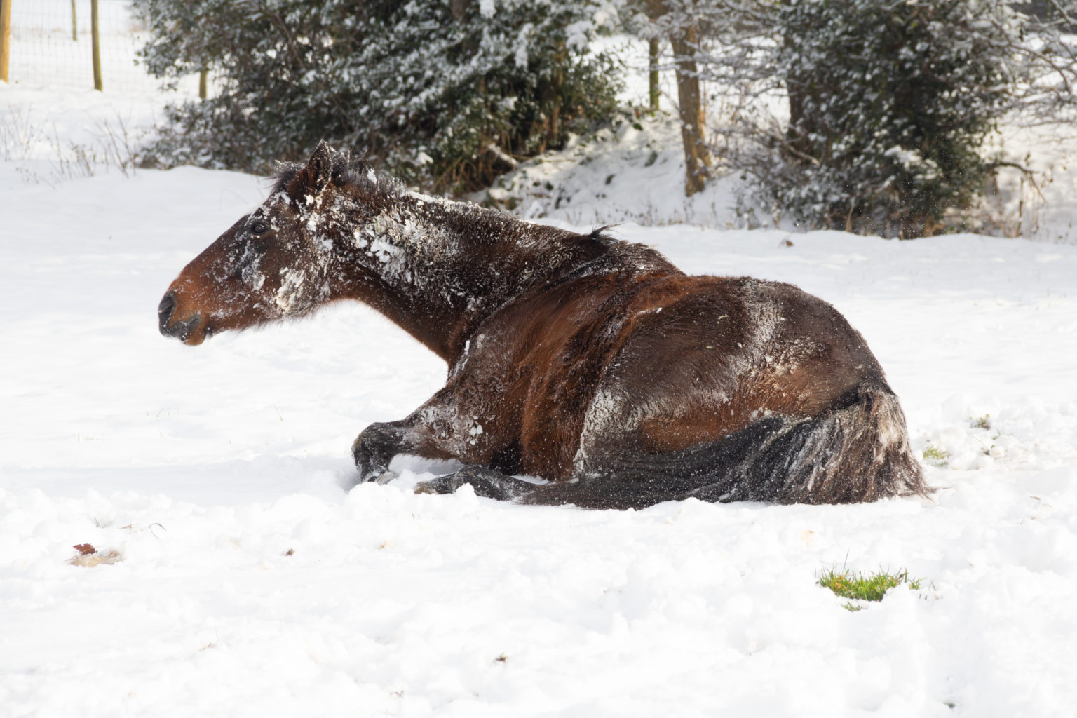 Photo inspiration: Equine Guelph S Colic Prevention Month Serves Easy To Digest Photo Inspiration