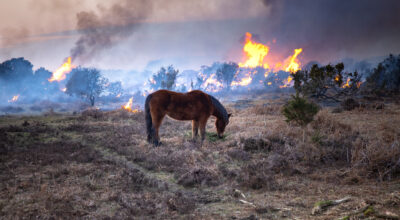 Pony grazing by approaching forest fire