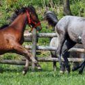 Horses playing in the paddock