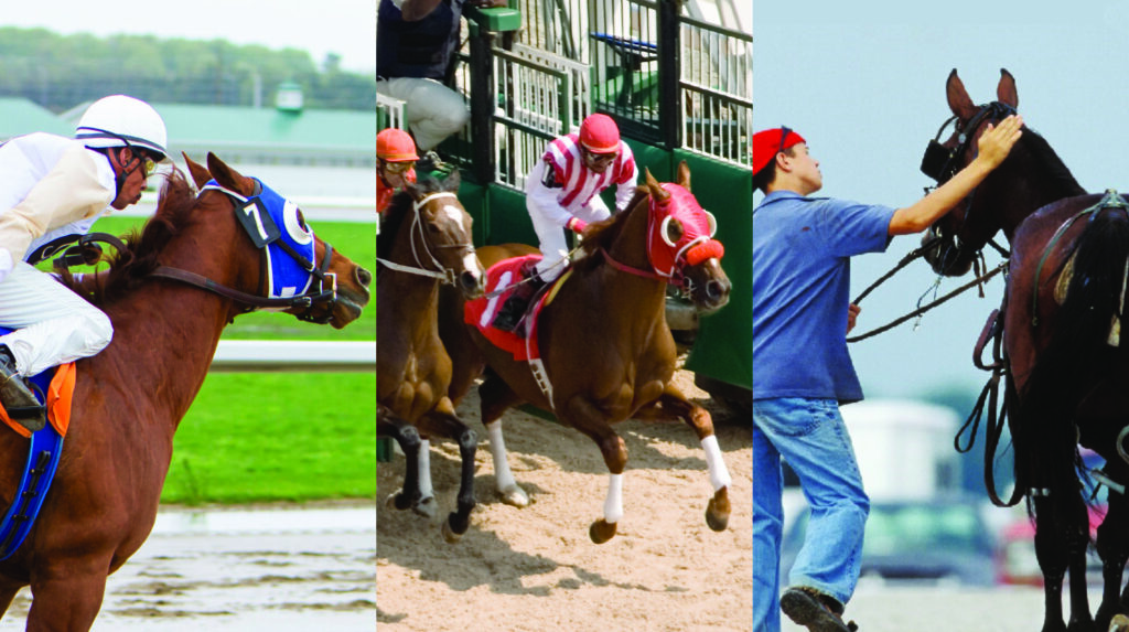 Thoroughbred, Standardbred and Quarter horse racing