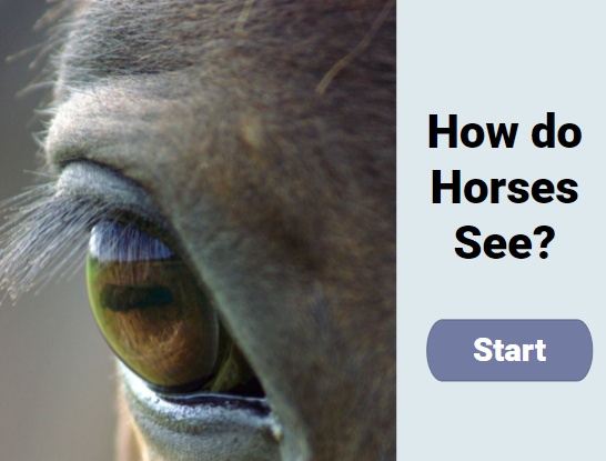 How do horses see