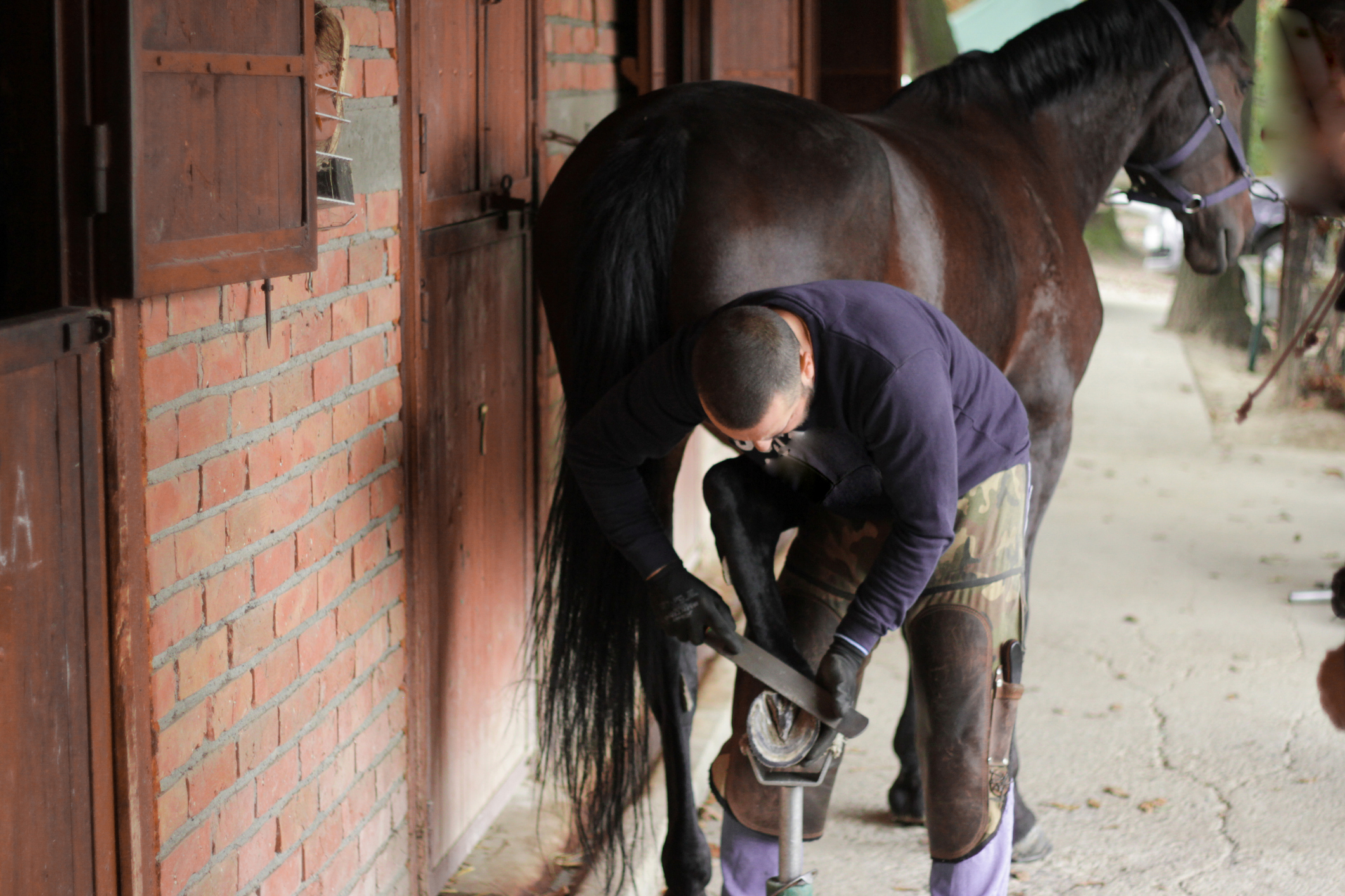 Farrier working on a horse