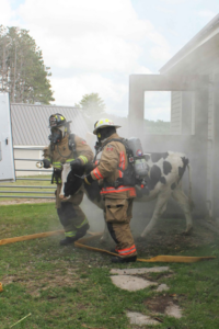fire firelighters leading cow our of smokey barn.