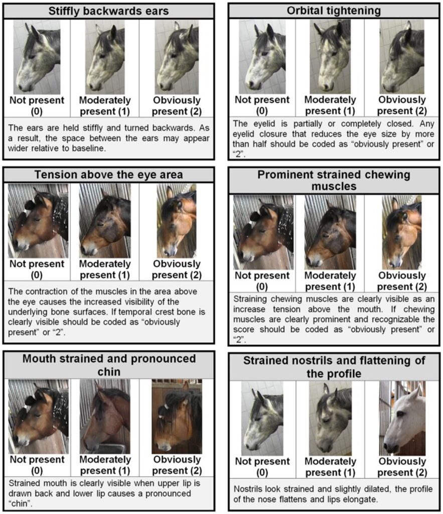 Equine Facial Grimace Scale