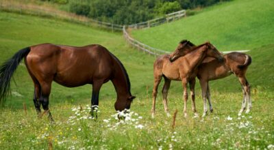 On-Demand: Horse Care & Welfare