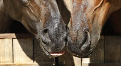 On-Demand: Sickness Prevention in Horses