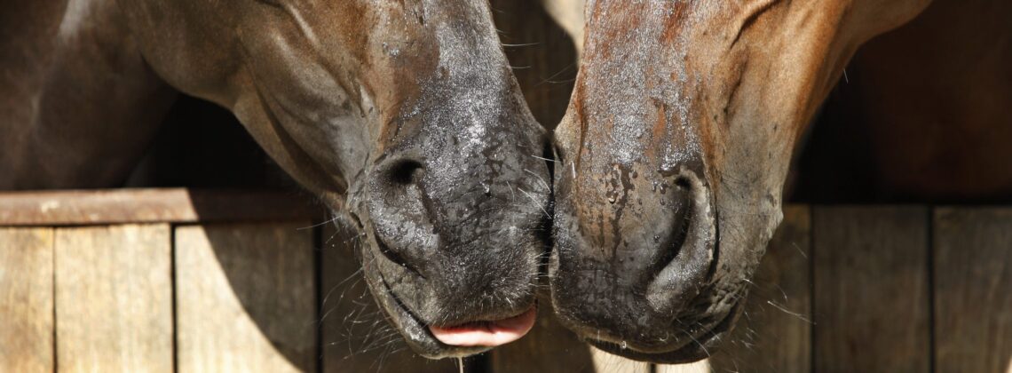 Closeup of two horse noses side by side showing drooling and nasal discharge