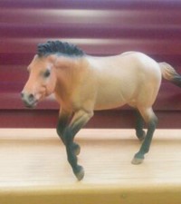 Mongolian horse showing behavioural signs warning off any approach.