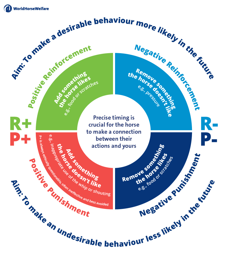 Diagram of operant conditioning from World Horse Welfare
