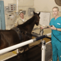 Horse on treadmill