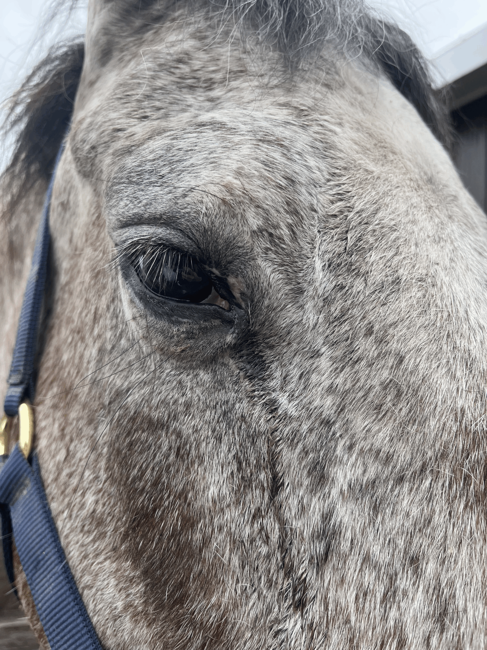 Horse with runny eye