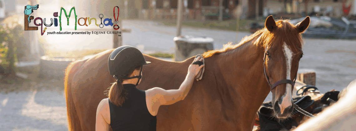 Person wearing riding helmet grooming horse