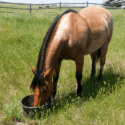 Horse eating from a rubber feed tub