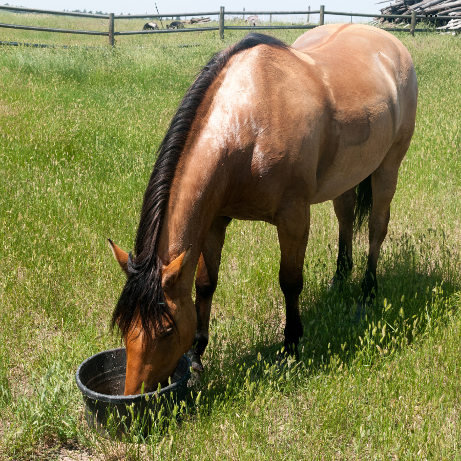 Horse eating from a rubber feed tub
