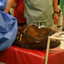 a horse under anesthesia