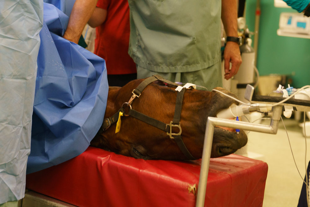 a horse under anesthesia
