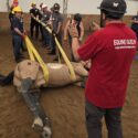 Victor MacPherson provides instruction for a sideways drag large animal emergency rescue technique