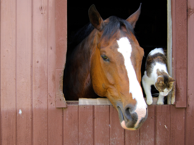 Horse and Cat