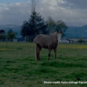 Obese equine
