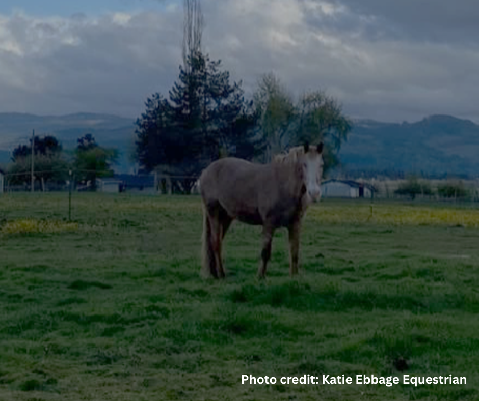 Obese equine