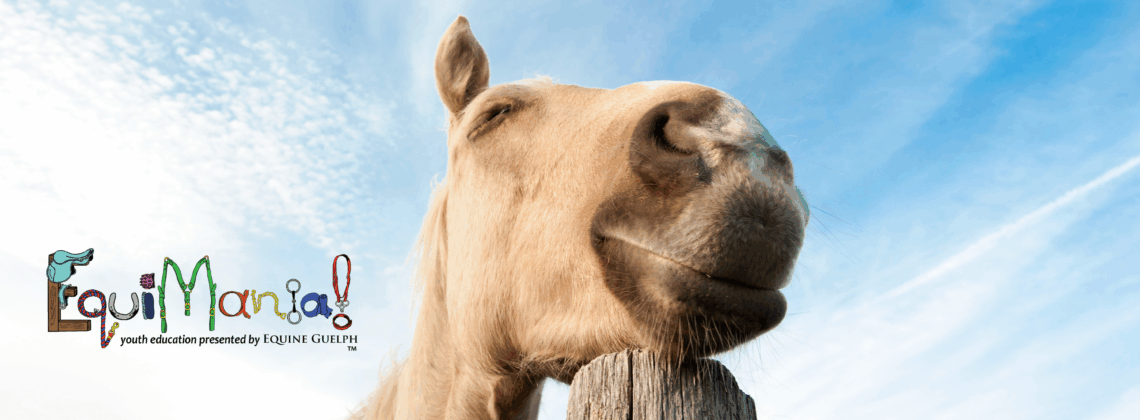Horse resting their head on a fence post, blue sky in background