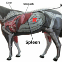 Diagram of horse organs by Ruth Benns