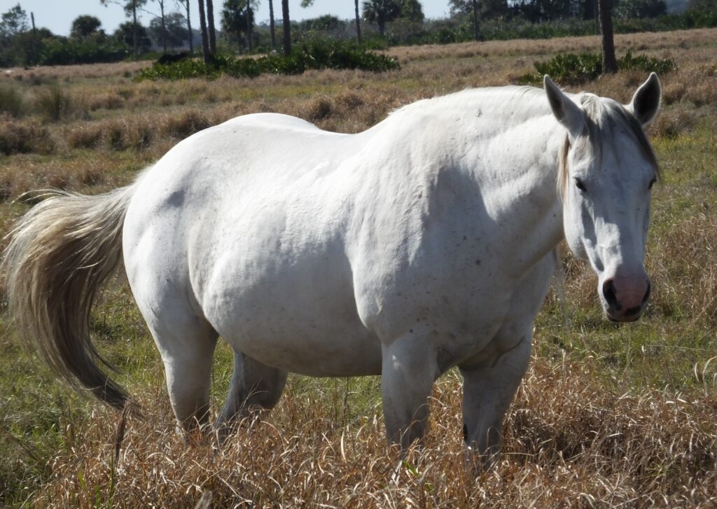 Obese horse
