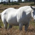 Obese horse