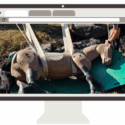 Equine Guelph introduces an online course for Large Animal Emergency Rescue