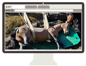 Equine Guelph introduces an online course for Large Animal Emergency Rescue