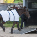 horse loading into trailer