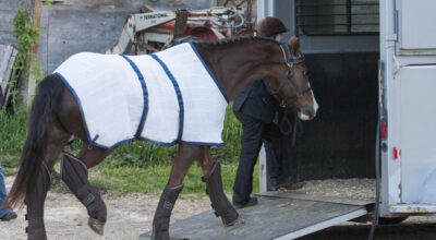 horse loading into trailer