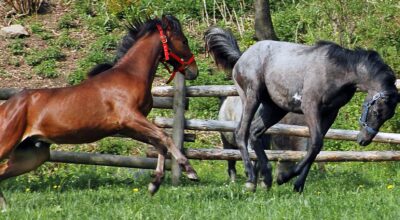 Horse Behaviour & Stable Safety – Fall ’26