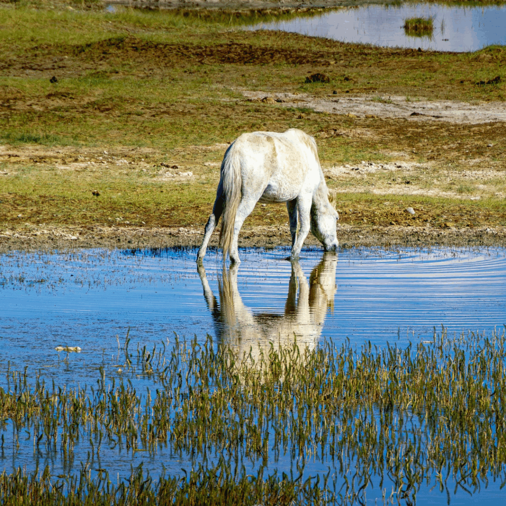Horse drinking from stagnant pond