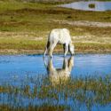 Horse drinking from stagnant pond