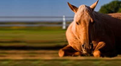 Gut Health & Colic/Ulcer Prevention – Winter ’27