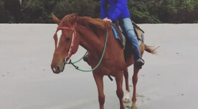 Equine Guelph Journalism Student Caelan Beard