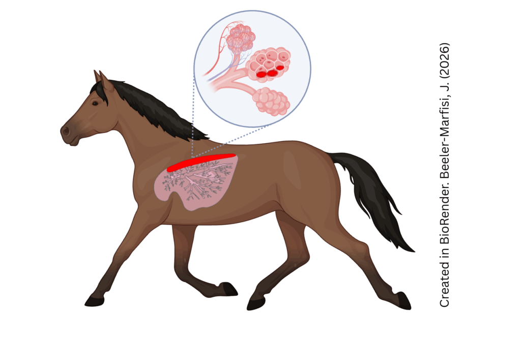 Equine Lungs EIPH diagram