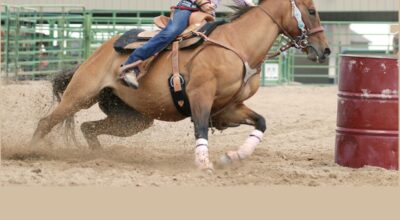 Sport Horse Injury/Lameness Prevention & Care – Winter ’27